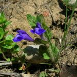 Scutellaria tuberosa Hábito