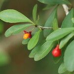 Gymnosporia harveyana Fruit