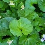 Viola hederacea Leaf