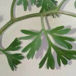 Fumaria densiflora Φύλλο