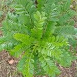 Spondias purpurea Leaf