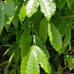 Fraxinus pennsylvanica 葉