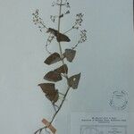Isodon lophanthoides その他の提案