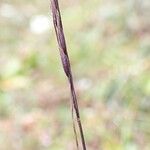 Ptilagrostis yadongensis Fruit