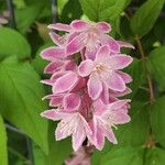 Deutzia scabra Flower