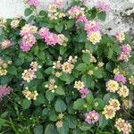 Lantana aculeata Fuelha