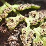 Woodsia alpina Fruit