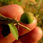 Ziziphus lotus Fruto