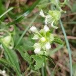 Silene baccifera Virág