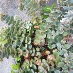 Sedum sieboldii Hoja