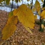 Ulmus americana 叶