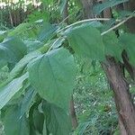 Philadelphus inodorus Blad