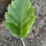 Sorbus intermedia Leaf