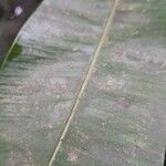 Rhabdophyllum welwitschii Leaf