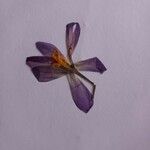 Crocus nudiflorusFlor