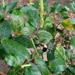 Piper tuberculatum 葉