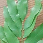 Hylodendron gabunense Hoja