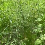 Festuca heterophylla Hábito