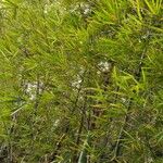 Bambusa vulgaris Хабит