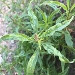 Amaranthus muricatus পাতা