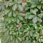 Parthenocissus henryana برگ