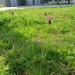 Dianthus carthusianorum Hábito