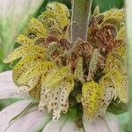 Monarda punctata Blomst