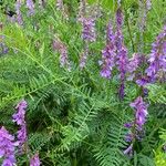 Vicia tenuifolia Folla