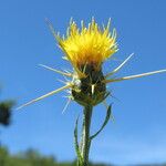 Centaurea solstitialis Fula
