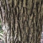 Quercus stellata Bark