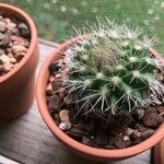 Mammillaria wrightii Hoja