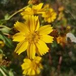 Guizotia abyssinica Flower