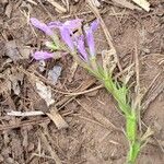Lobelia urens Lorea