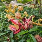 Couroupita guianensis Плід