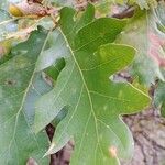 Quercus pubescens Feuille