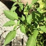 Physalis longifolia Leaf