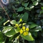 Stigmaphyllon diversifolium फूल