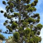 Araucaria cunninghamii 叶