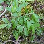 Vaccinium myrtilloides Foglia