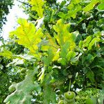 Quercus robur Likasa