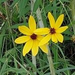 Coreopsis tripteris Квітка