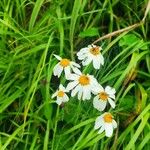 Tanacetum corymbosumBloem