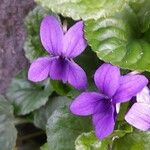 Viola odorata Flors