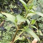 Veronica anagallis-aquatica Leaf