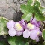 Cymbalaria pallida Flower