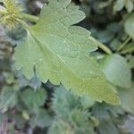 Lamium bifidum Leaf