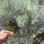 Lomatium triternatum Hàbitat