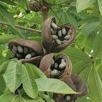 Sterculia foetida Frukto