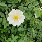 Rosa caninaKvet