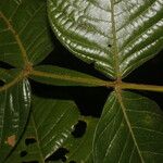 Dendropanax arboreus Blad